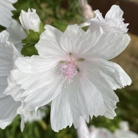 a white flower. Five petals with jagged edges, and pink fluffy stamen sticking our from the centre