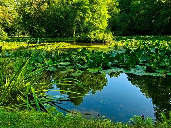 A pond full of water lilies, surrounded by trees. The sky is reflected in the water. The sun is shining. I think it looks very, very pretty.