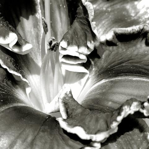 Closeup of ruffled iris blossom in black and white.