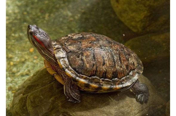 A freshwater turtle called a red-eared slider.