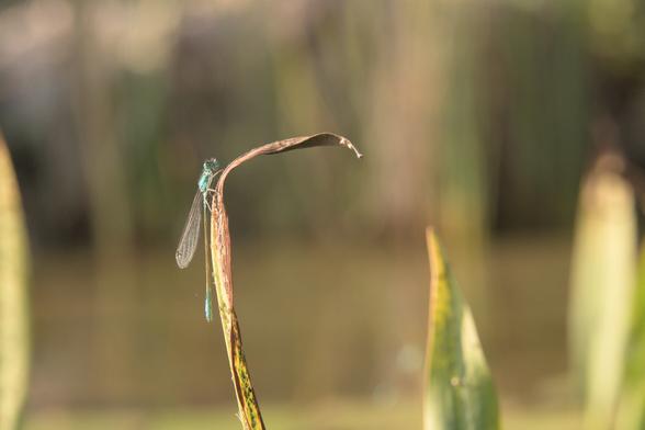 Eine Libelle sitzt auf einem Halm vor unscharfem Hintergrund