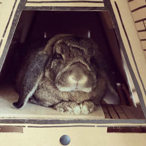Matilda the lop eared bunny lying in her cardboard A-frame with a really grouchy look to her face
