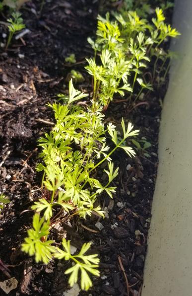 Carrot plants in bathtub raised garden bed - need to be thinned.