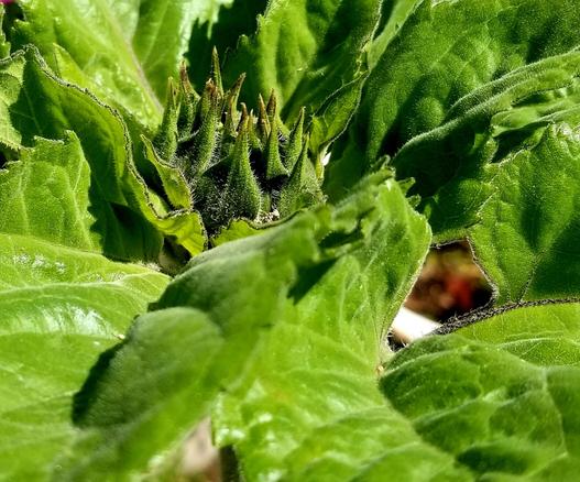 One of my tall sunflower plants - flower head in development.