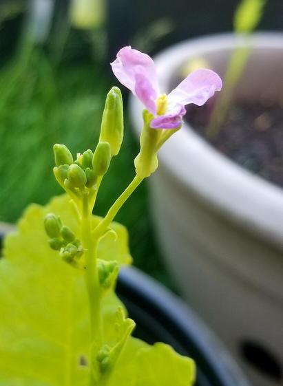 Tiny pink flower on China turnip plant.