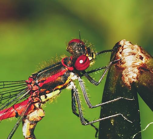 Small red damoiselle like a dragonfly only smaller