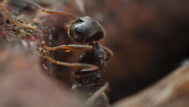 An ant