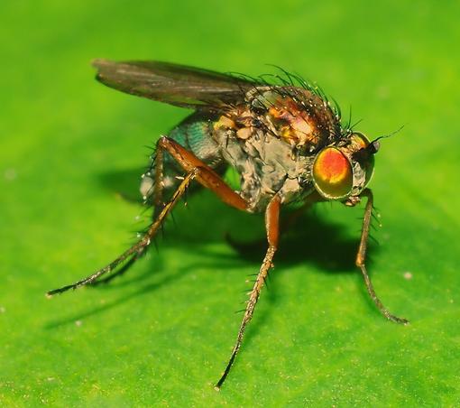 Beautiful small fly with golden eyes
