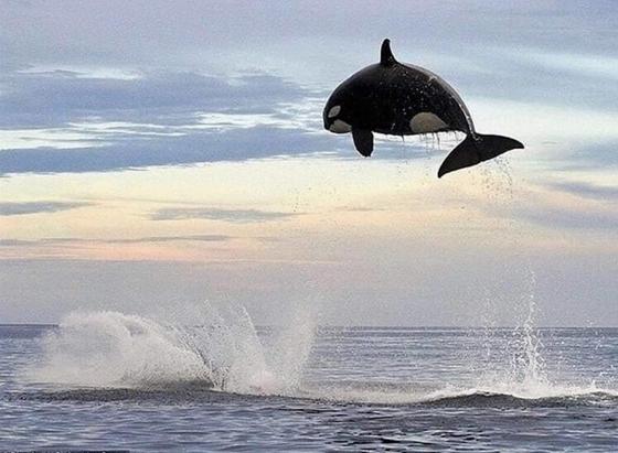 Orca leaps above the water to look for billionaires.