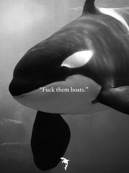 An Orca, up close and personal, says
Fuck them boats.