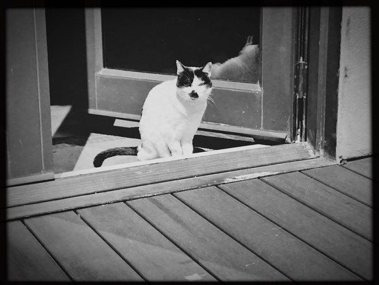 Black and white cat looking outside from an open glass door onto a deck.