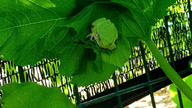 A green tree frog on a zucchini leaf.
