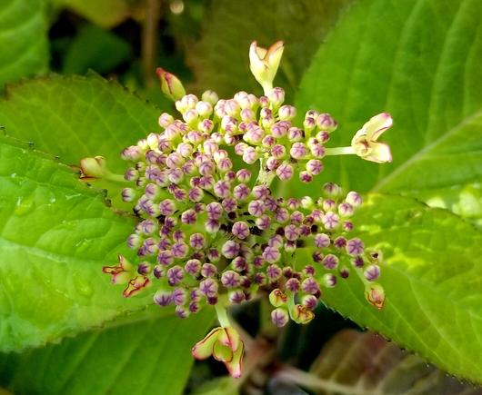 Burgundy lace cap hydrangeas are beginning to bloom. Multiple flower buds.