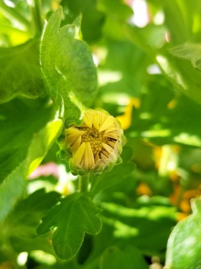 Yellow chrysanthemum flower bud.