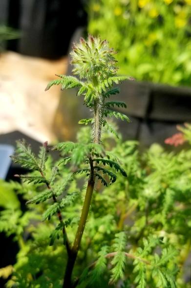 Lacy phacelia flower bud.