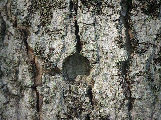 Close up photo of bark on a large maple tree. Near the center of the frame is a hole where a sugaring tap had been inserted about 11-14 years earlier. The underlying wood has healed over, but the circle is preserved in the outer bark.

Trees of sufficient size can be tapped repeatedly over the years without harm, although scarring means the same spot can't be used again.