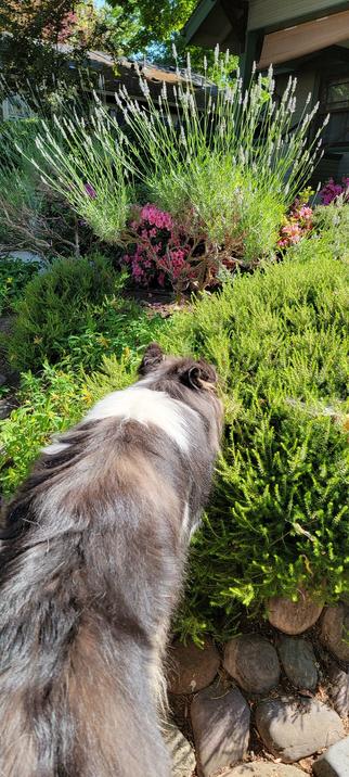 Collie sniffing shrub; lavender in background