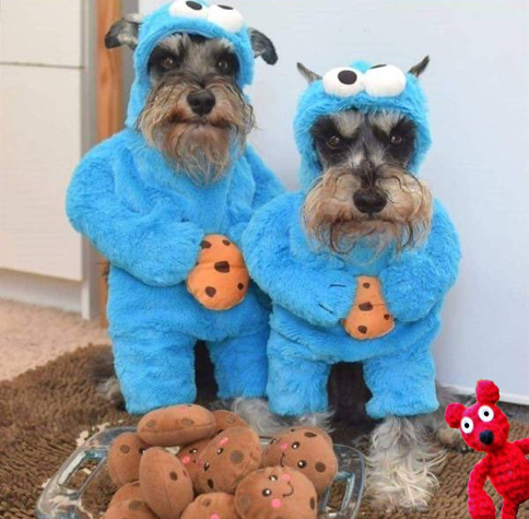 #TheGreatCookieHeist with #CriminalMastermind, #RedBeanBear...