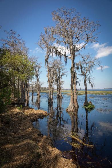 Cypress trees line the shore of the root-beer-coloured water of Lake Louisa in the state park of the same name near Orlando, Florida.