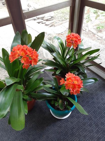 Three potted clivias in full bloom, their pots located on the floor in the corner of a screened-in porch. The bright orange and yellow flowers are blooming amidst dark green foliage.