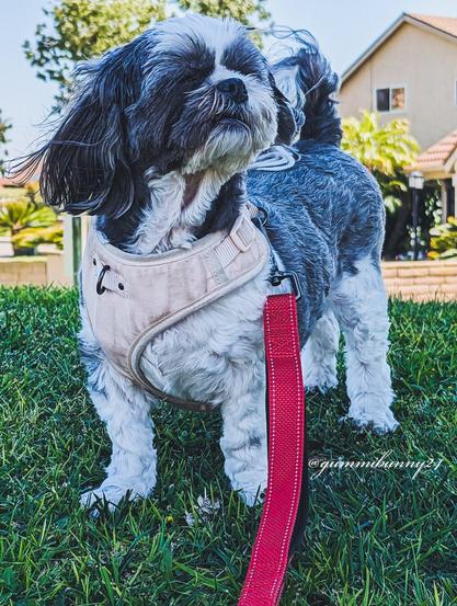 blue/grey/white shih tzu taking a moment to let the wind hit her face while out on a walk with her owner at the park.
