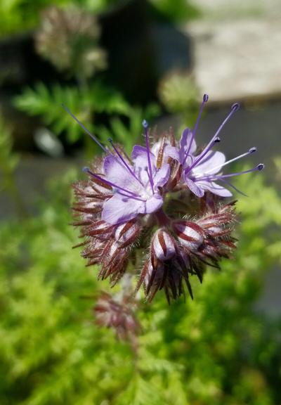 Purple flowers of lacy phacelia perennial plant.