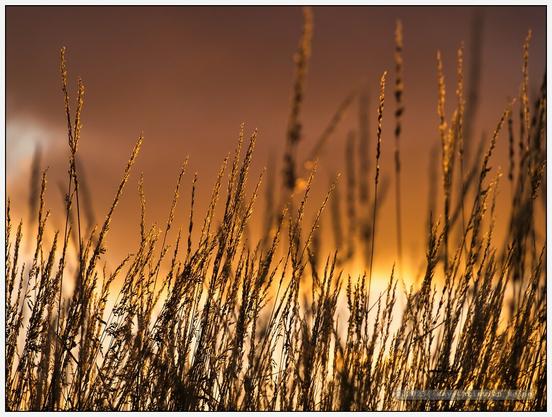 Hohes Gras am Rand eines Feldwegs in der Feldmark im nördlichen Kreis Plön, getaucht ins goldene Gegenlicht der untergehenden Sonne.