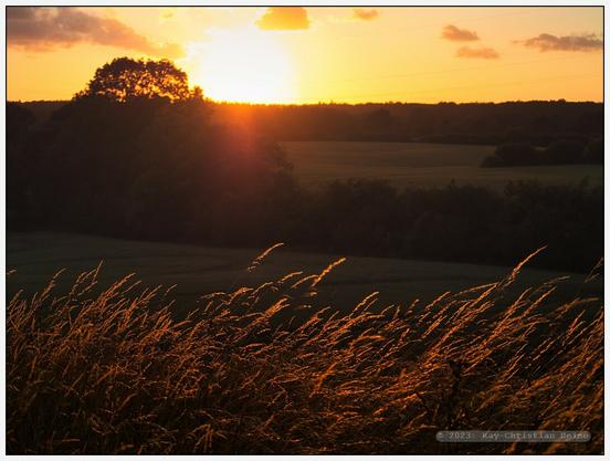 Hohes Gras am Rand eines Feldwegs in der Feldmark im nördlichen Kreis Plön, getaucht ins goldene Gegenlicht der untergehenden Sonne.