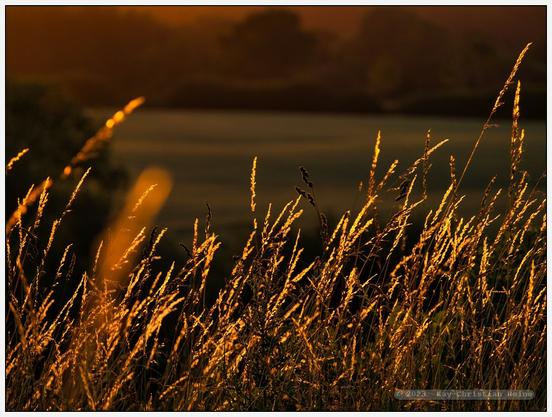 Hohes Gras am Rand eines Feldwegs in der Feldmark im nördlichen Kreis Plön, getaucht ins goldene Gegenlicht der untergehenden Sonne.