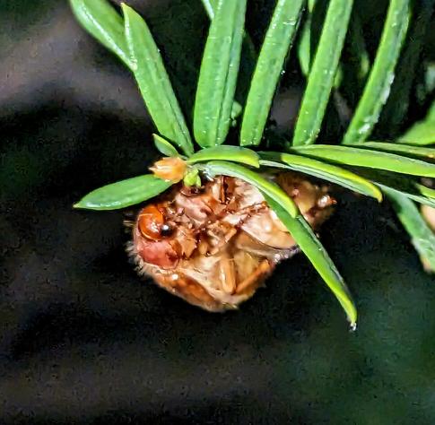One June Bug on top of a second one that is hanging from a cedar stem. The top one appears to be staring at the camera