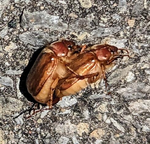 Same two June Bugs moved to driveway for a better shot. Clear side view of both bugs with one still on top of the other. They flew back to the tree after being left alone for a minute