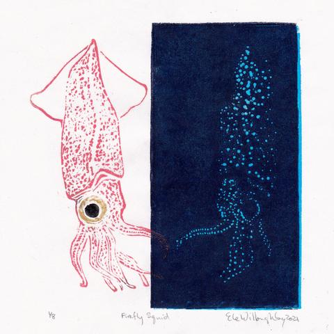 Linocut print of a firefly squid against a white background in rosy pink, with gold and black eye on left and then reflected and shown with its bioluminescence in light blue spots on dark blue background on right.