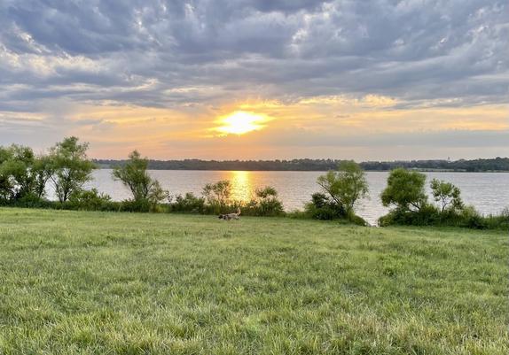 Sunrise over a lake. Blue clouds, yellow sun popping through on the horizon. Foreground includes a few short trees and grass. A brown and white dog walks through the grass.