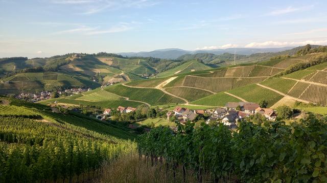 Landschaft am Schwarzwaldrand. Weinberge, eine Burg obendrauf, im Hintergrund die Höhenzüge des Nordschwarzwalds