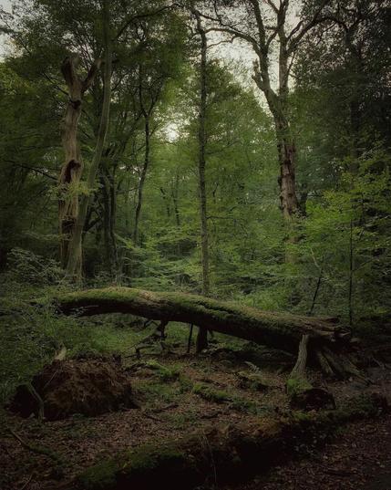 A photo of the untouched nature in the Neuenburger Urwald, including a mossy old tree trunk.