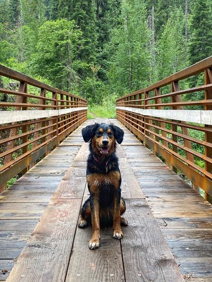 A black and brown dog sits attentively on a trail bridge in the forest. The handrails extend into the distance behind her, and a lush, green forest takes up the background.