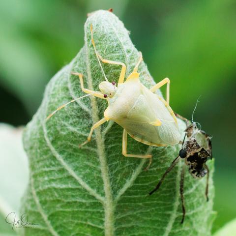A very freshly moulted Red-legged Shieldbug, just walking away from its exuvia. It's so pale it looks almost naked, but within 3 hours its new cuticle will have hardened, and darkened to a rich metallic brown.