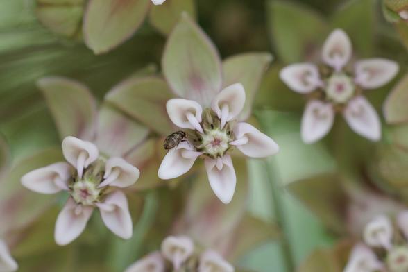 a very small brown kind of fuzzy looking bug is on one of the pink flower petals facing away from us
