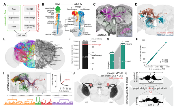 Figure 2: Annotation of developmental units.
A Illustration of the two complementary sets of annotations.
B Developmental organisation of neuroblast hemilineages.
C Light-level image of an example AOTUv3 lineage clone; lower case letters link canonical features of each hemilineage to the cartoon in B. Inset shows cell body fibre tract in the EM.
D AOTUv3 neurons in Flywire split into its two hemilineages.
E Cell body fibre bundles from all identified hemilineages, partially annotated on the right.
F Number of central brain neurons with identified lineage; annotation of (putative) primary neurons are based on literature or expert assessment of morphology.
G Number of identified unique (hemi-)lineages.
H Left versus right number of neurons contained in each hemilineage.
I Morphological clustering of each hemilineage defines subgroups.
J LC6 and LC9 neurons (lineage VPNd3) of the right and left hemispheres take different routes in FlyWire to equivalent destinations. Mushroom body (MB) peduncle is shown in pink.
K. The asymmetric body (AB) of the fly is a stereotyped left-right asymmetric structure in the centre of the fly brain. Insets show axons of neuron types SA1, SA2 and SA3, the major input to the AB: FlyWire neurons (bottom) are flipped relative to expectation (top, hemibrain neurons).