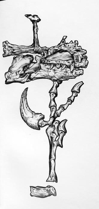 A detailed pencil illustration of the partial skull and foot of Shri. The skull is in a side profile facing right, and the foot is an inner profile facing vertically. The third toe is beneath the skull.