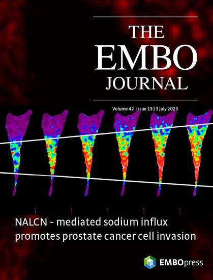 This cover highlights the article NALCN-mediated sodium influx confers metastatic prostate cancer cell invasiveness by Antoine Folcher, Dmitri Gordienko, Oksana Iamshanova, Natalia Prevarskaya and colleagues. Sustained Na+ influx via the sodium leak channel (NALCN) in aggressive prostate cancer cells recruits plasma membrane and mitochondrial Na+/Ca2+ exchangers, Ca2+ pumps and Ca2+-permeable ion channels to generate long-lasting Ca2+ oscillations. These, in turn, condition Src-regulated actin remodeling, Ca2+-dependent secretion of proteolytic enzymes and invadopodia formation, thus increasing cancer cell invasiveness. (Scientific image by Dmitri Gordienko, University of Lille, France)
