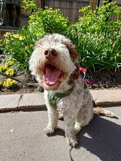 Ein kvit, krøllete hund sit i sola på gata og ser i kameraet med munnen open og tunga ut. Han har ei norsk sløyfe på ryggen og ser veldig nøgd ut.