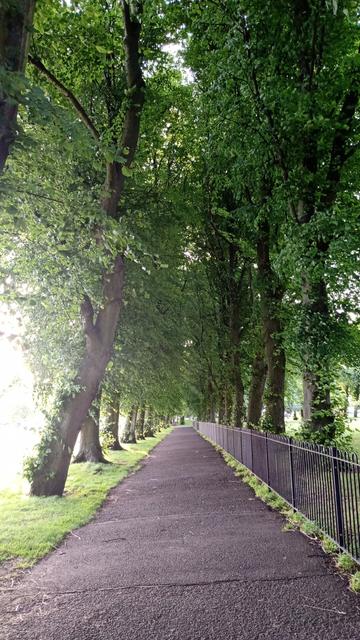 Avenue of trees creating the "tree tunnel" effect