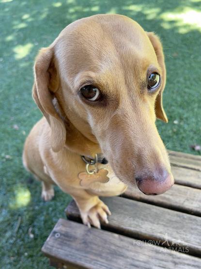 A blond dachshund named Sizzle gives his best “puppy dog eyes” to get a treat. Taken from above, Sizzle’s head is tilted down while his eyes look up at the camera, giving the illusion that he’s sad, pathetic, and terribly hungry. He’s none of those things, but his acting won him the treats, so the joke is definitely on me.