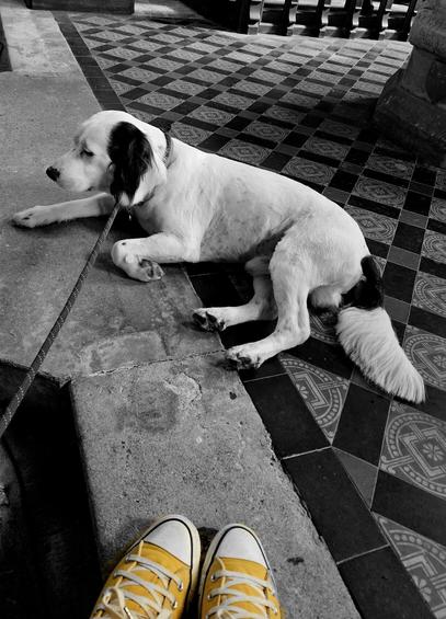 A dog in a church