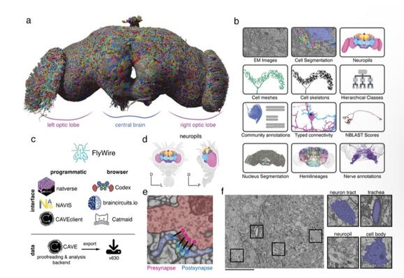 Figure 1. A connectomic reconstruction of a whole fly brain. (a) All neuron morphologies reconstructed with FlyWire. All neurons in the central brain and both optic lobes were segmented and proofread. Note: image and dataset are mirror inverted relative to the native fly brain. (b) An overview of many of the FlyWire resources which are being made available. FlyWire leverages existing resources for EM imagery by (Zheng et al. 2018), synapse predictions by (Buhmann et al. 2021; Heinrich et al. 2018) and neurotransmitter predictions by (Eckstein et al. 2023). Annotations of the FlyWire dataset such as hemilineages, nerves, and hierarchical classes are established in our companion paper by Schlegel et al. (c) FlyWire uses CAVE for proofreading, data management, and analysis backend. The data can be accessed programmatically through the CAVEclient, navis and natverse (Bates et al. 2020), and through the browser in Codex, Catmaid Spaces and braincircuits.io. Static exports of the data are also available. (d) The Drosophila brain can be divided into spatially defined regions based on neuropils (Ito et al. 2014) (Ext. Data Fig. 1-1). (e) Synaptic boutons in the fly brain are often polyadic such that there are multiple postsynaptic partners per presynaptic bouton. Each link between a pre- and a postsynaptic location is a synapse. (f) Neuron tracts, trachea, neuropil, cell bodies can be readily identified from the EM data which was acquired by Zheng et al. 2018. Scale bar: 10 μm