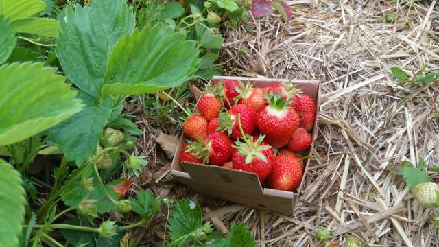 a pint of red strawberries in the row next to strawberry foliage that is deep green