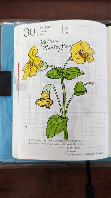 A watercolor and ink drawing of a yellow monkeyflower. The flowers shown same one bud the green leaves on the same stalk