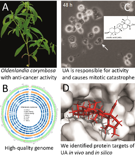 Four-panel illustration: (A) (top left) photograph of Oldenlandia corymbosa showing plant morphology. (B) (top right) micrograph showing that UA causes mitotic catastrophe. (C) (bottom left) assembled high-quality Oldenlandia corymbosa genome. (D) (bottom right) UA protein targets.