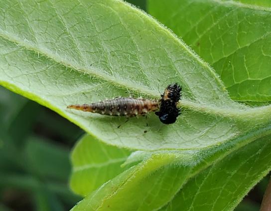 A lacewing larva sucks the liquified innards out of a ladybug larva.